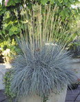 image:ornamental grass in container