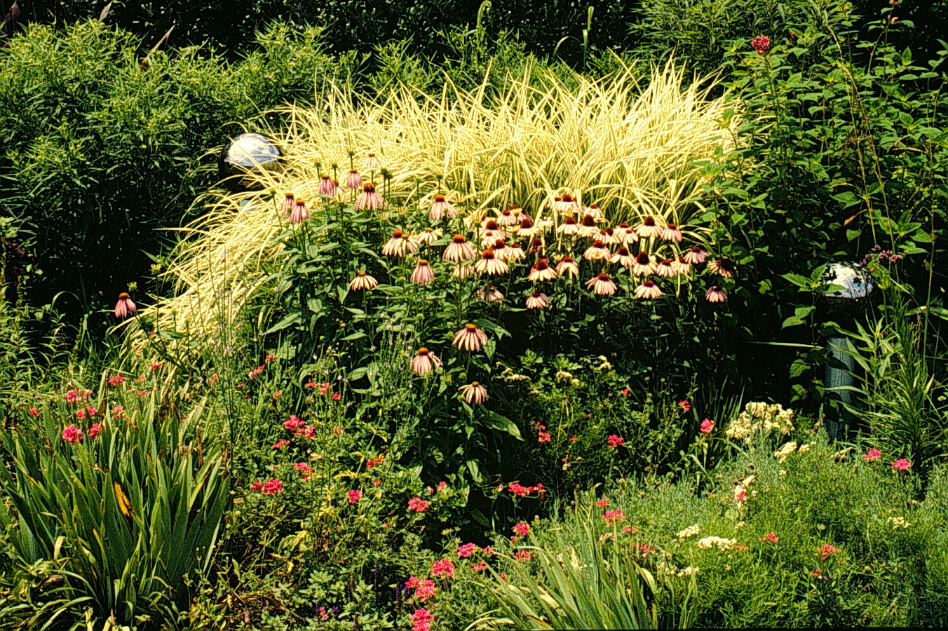 Grasses Of Florida