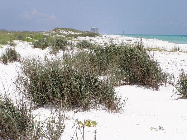 To improve dunes, plant more beach grass