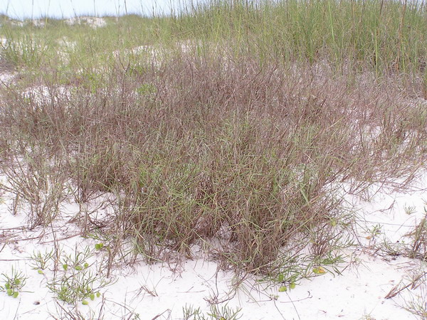 Gulf BlueStem