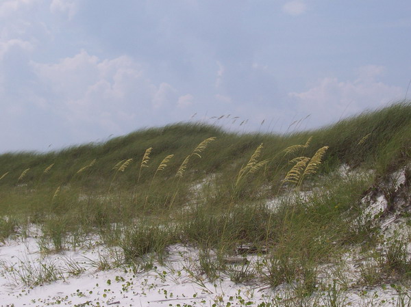 Sea Oats