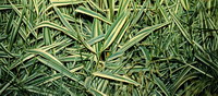 image:Phalaris arundinaceae 'Feeseys Form'
