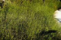 image:Equisetum scirpoides