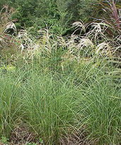 image:miscanthus sinensis