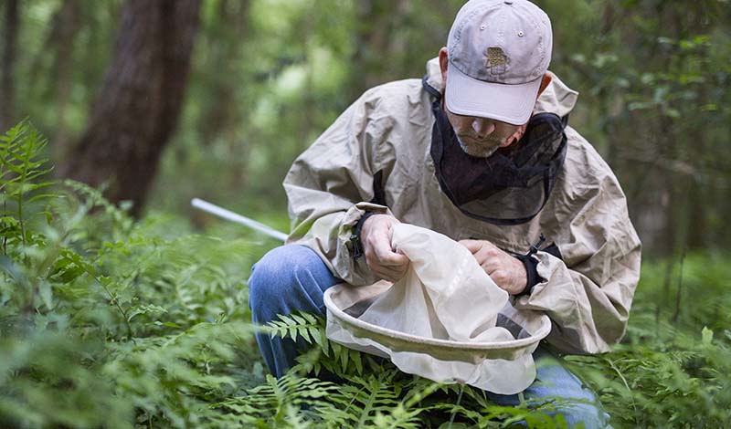 NATURAL-RESOURCE-CONSERVATION- Dr. Marc Branham collecting fireflies in Gainesville during the spring 2015 firefly season.