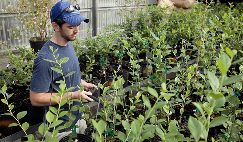 Horticulture Sciences graduate student Robert Stacey watering blueberry plants in an IFAS greenhouse. UF/IFAS Photo by Tyler Jones.