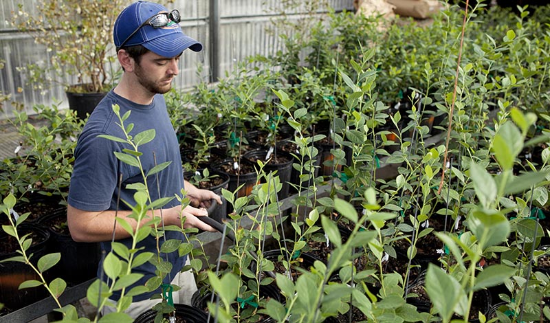 Plant Science - West Florida Research and Education Center (WFREC) -  University of Florida, Institute of Food and Agricultural Sciences - UF/IFAS