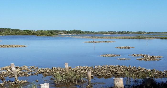 oyster beds in the Suwannee River Estuary