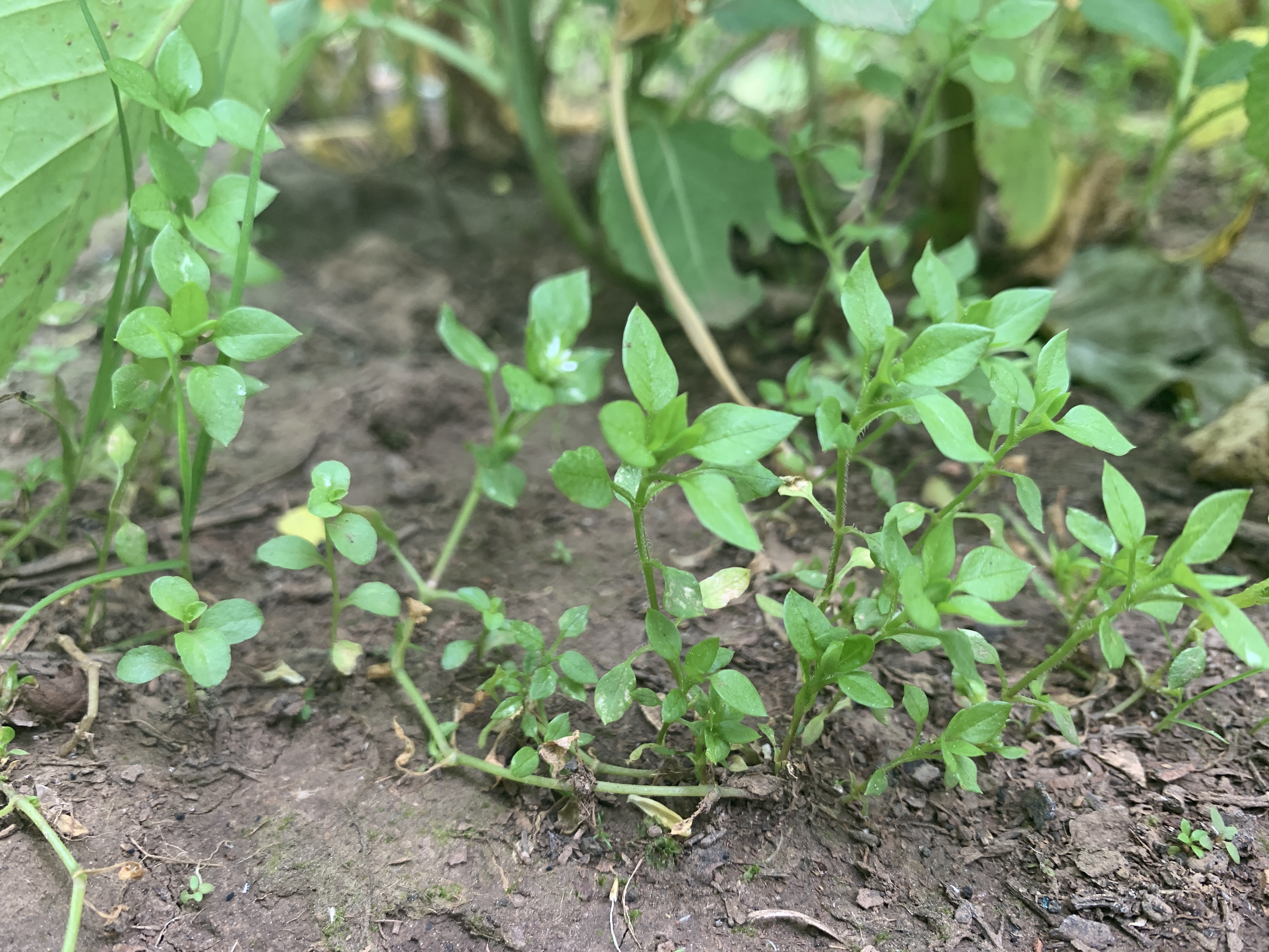Common chickweed 4