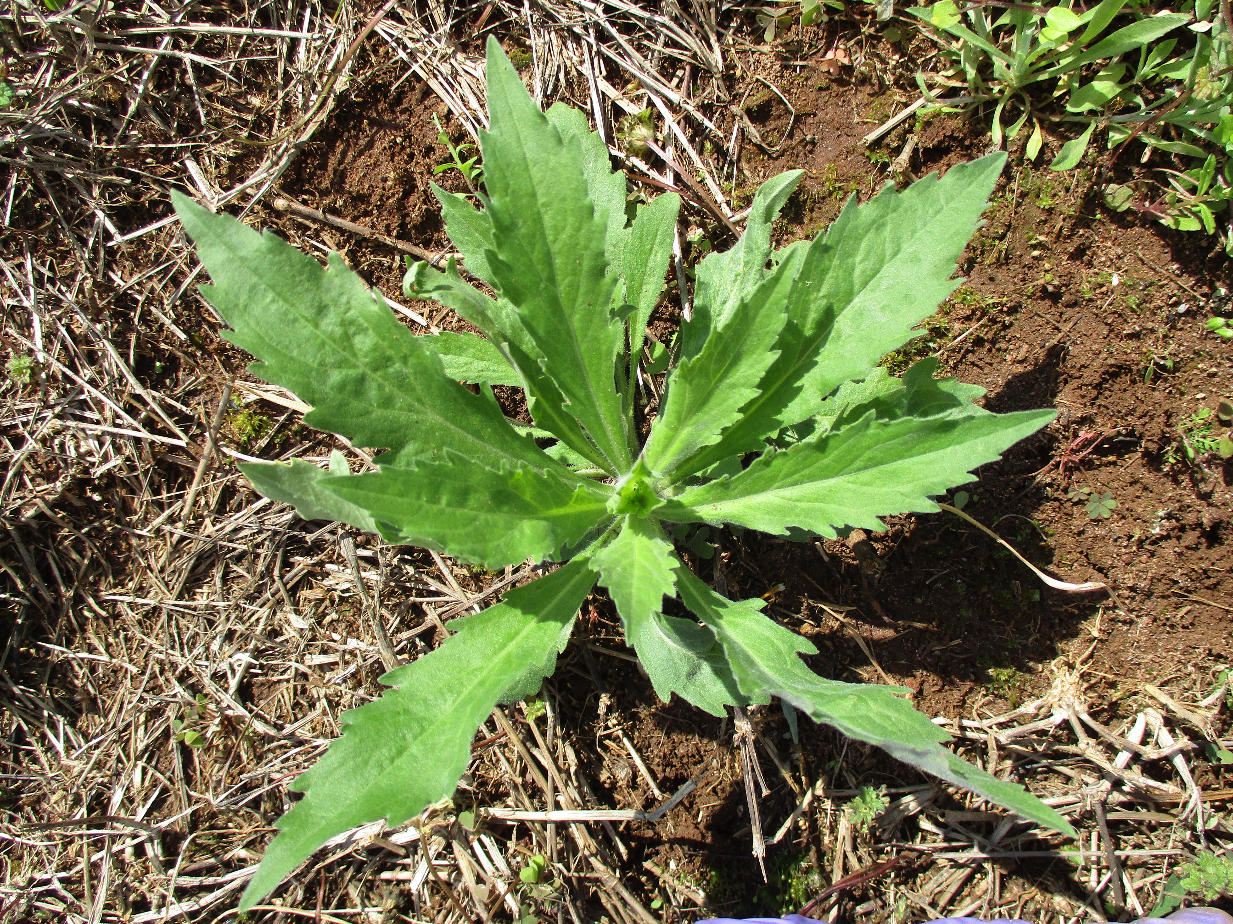 Horseweed 1