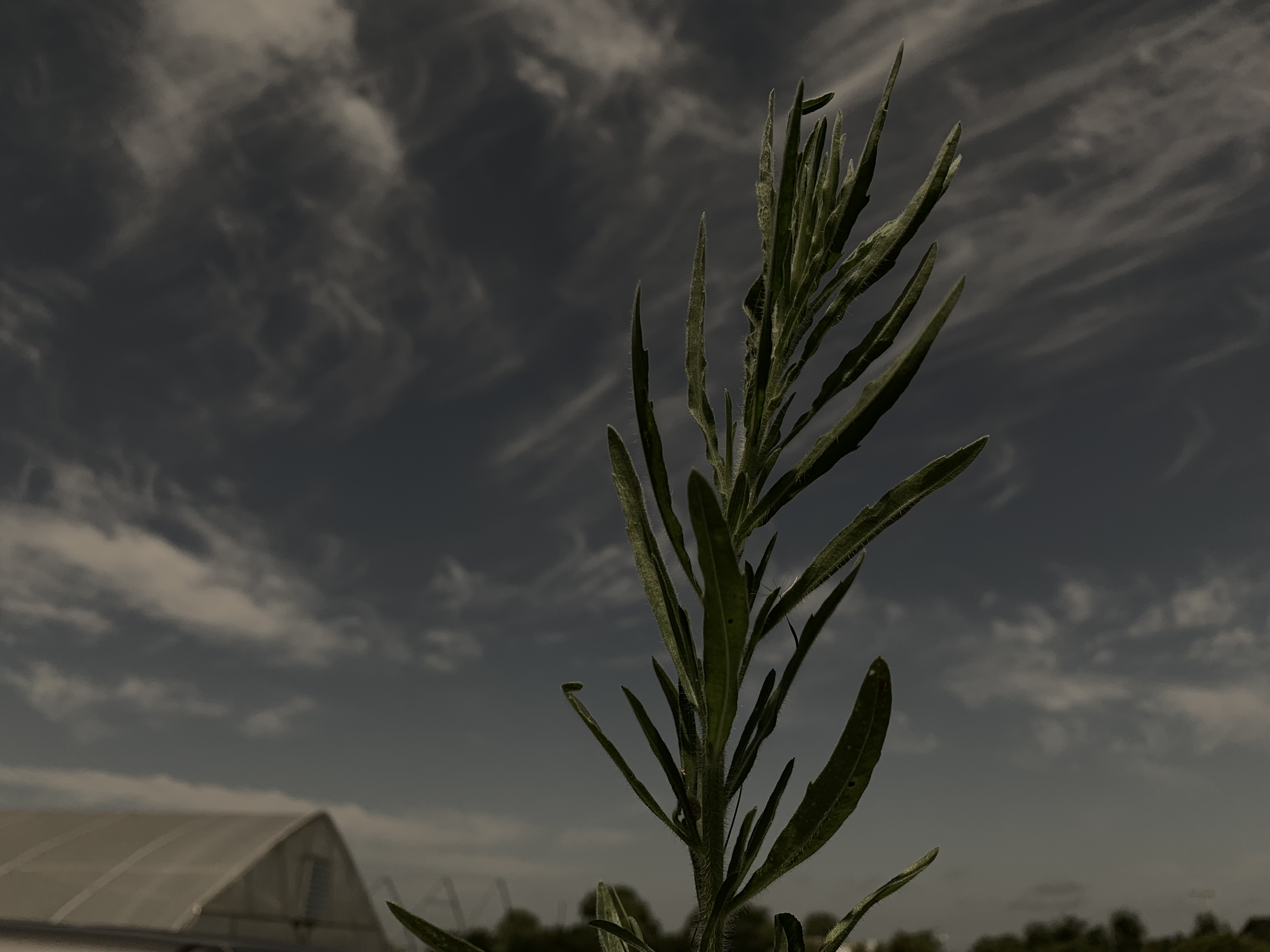 Horseweed 2